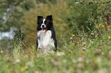 BORDER COLLIE 751